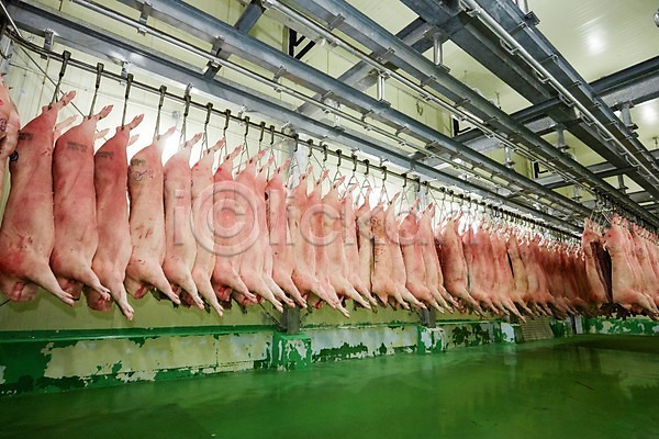 사람없음 JPG 포토 가공장 공장 돼지고기 매달리기 신선에너지우리축산 실내 여러개 육류 축산자조금연합