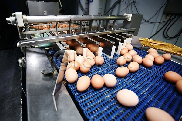 사람없음 JPG 포토 계란 공장 기계 선별작업 신선에너지우리축산 실내 축산자조금연합