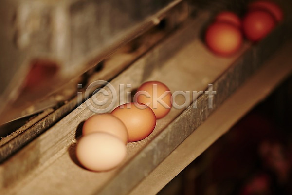 사람없음 JPG 아웃포커스 포토 계란 신선에너지우리축산 실내 양계장 축산자조금연합