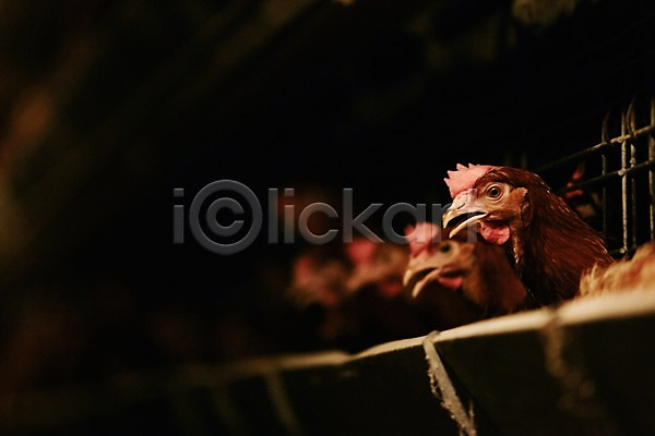 사람없음 JPG 아웃포커스 포토 닭 동물 신선에너지우리축산 실내 양계장 여러마리 축사 축산자조금연합