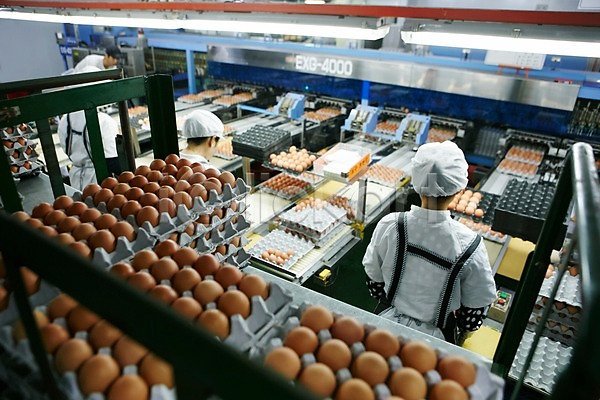 사람 성인 여러명 JPG 뒷모습 포토 계란 계란판 공장 상반신 선별작업 신선에너지우리축산 실내 위생복 축산자조금연합