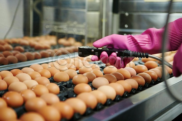 사람 성인 신체부위 한명 JPG 포토 계란 고무장갑 공장 기계 들기 선별작업 손 신선에너지우리축산 실내 축산자조금연합