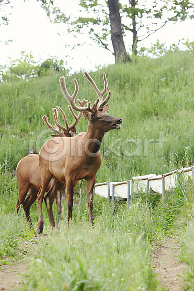 사람없음 JPG 포토 동물 두마리 사슴 신선에너지우리축산 야외 잔디 주간 초원(자연) 축산자조금연합 풀(식물)