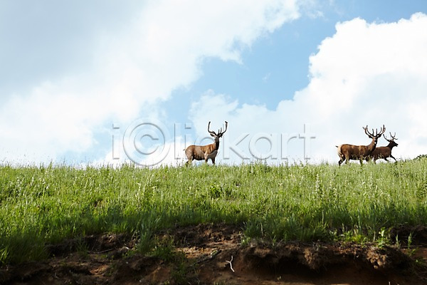사람없음 JPG 포토 구름(자연) 동물 사슴 세마리 신선에너지우리축산 야외 잔디 주간 초원(자연) 축산자조금연합 풀(식물) 하늘