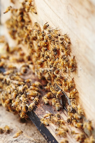 사람없음 JPG 포토 꿀벌 나무상자 동물 벌(곤충) 상자 신선에너지우리축산 야외 양봉 양봉장 여러마리 주간 축산자조금연합