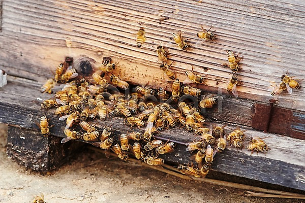 사람없음 JPG 포토 꿀벌 나무상자 동물 벌(곤충) 상자 신선에너지우리축산 야외 양봉 양봉장 여러마리 주간 축산자조금연합