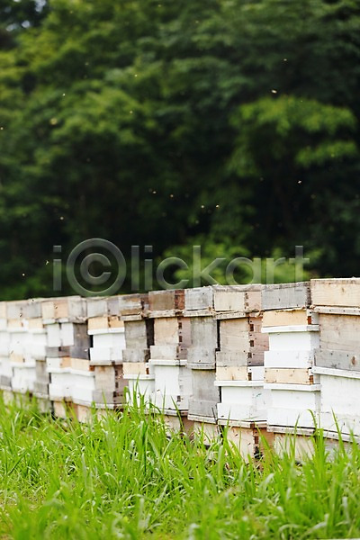 사람없음 JPG 포토 꿀벌 동물 벌(곤충) 비행 신선에너지우리축산 야외 양봉 양봉장 여러마리 잔디 주간 축산자조금연합