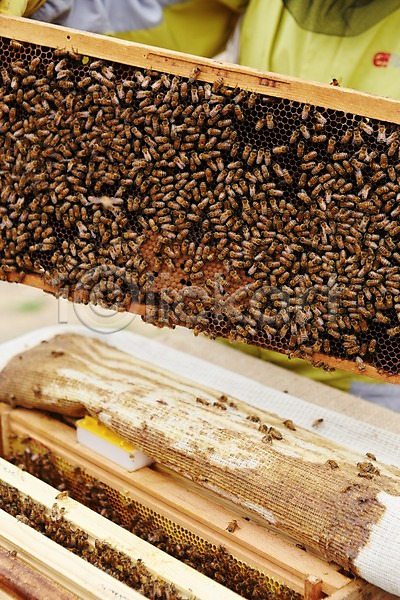 사람없음 JPG 포토 꿀벌 동물 벌(곤충) 신선에너지우리축산 야외 양봉 양봉장 여러마리 주간 축산자조금연합