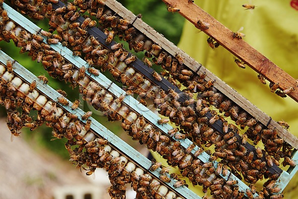 사람없음 JPG 포토 꿀벌 동물 벌(곤충) 신선에너지우리축산 야외 양봉 양봉장 여러마리 주간 축산자조금연합