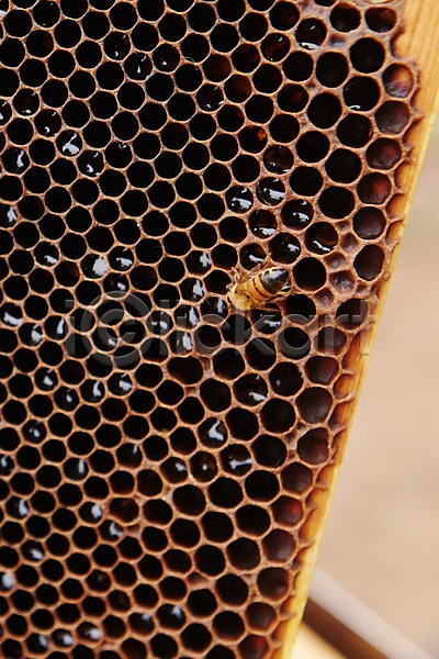 사람없음 JPG 포토 꿀벌 동물 벌(곤충) 벌집 신선에너지우리축산 양봉 양봉장 축산자조금연합 한마리