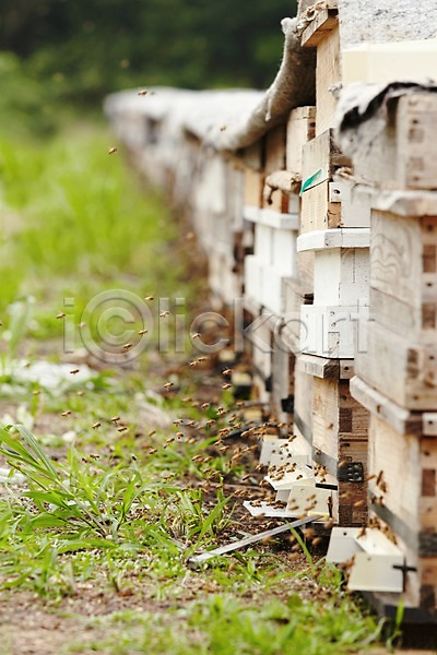 사람없음 JPG 포토 꿀벌 나무상자 동물 벌(곤충) 신선에너지우리축산 야외 양봉 양봉장 여러마리 주간 축산자조금연합