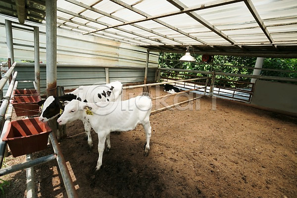 사람없음 JPG 포토 동물 두마리 목장 신선에너지우리축산 야외 젖소 주간 축사 축산자조금연합