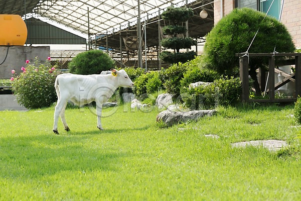 사람없음 JPG 포토 동물 목장 송아지 신선에너지우리축산 야외 잔디 젖소 주간 축산자조금연합 한마리