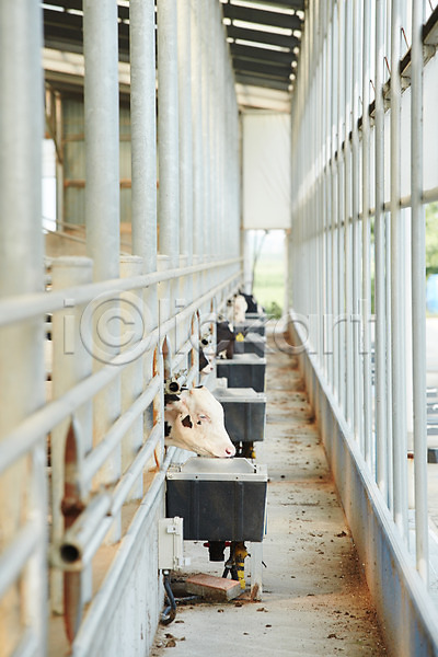 사람없음 JPG 포토 동물 먹기 먹이 목장 신선에너지우리축산 야외 젖소 주간 축사 축산자조금연합 한마리