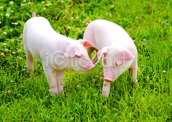 사람없음 JPG 포토 동물 돼지 두마리 새끼 야외 잔디 주간 축산자조금연합