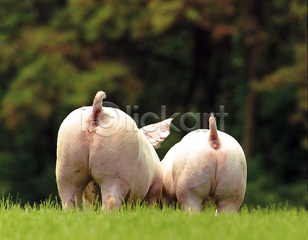 사람없음 JPG 아웃포커스 포토 동물 돼지 두마리 새끼 아프리카돼지열병 야외 엉덩이 잔디 주간 축산자조금연합