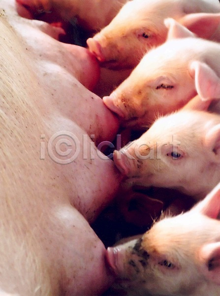 사람없음 JPG 포토 동물 돼지 먹기 새끼 실내 아프리카돼지열병 어미 여러마리 젖 축사 축산자조금연합