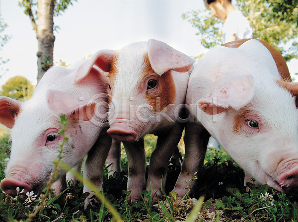 사람 한명 JPG 포토 동물 돼지 상반신 새끼 세마리 아프리카돼지열병 야외 잔디 주간 축산자조금연합