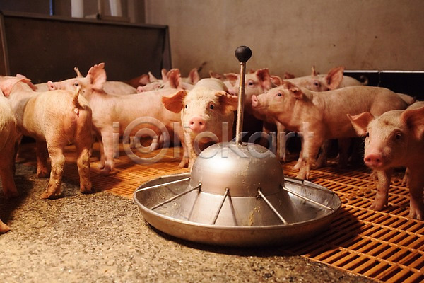 사람없음 JPG 포토 동물 돼지 먹이그릇 목장 새끼 실내 아프리카돼지열병 여러마리 축사 축산자조금연합
