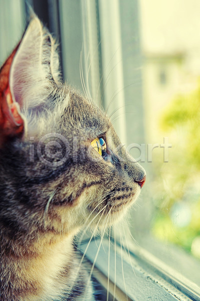 사람없음 JPG 포토 해외이미지 고양이 동물 반려동물 창문 표정 해외202004