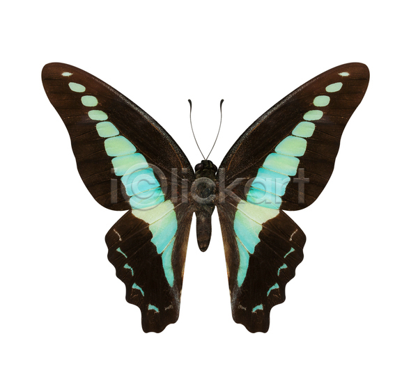 사람없음 JPG 포토 해외이미지 갈색 검은색 고립 곤충 나비 자연 파란색 해외202004 흰색