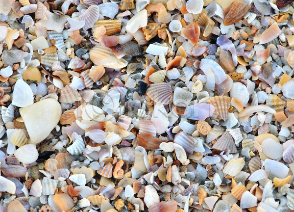 사람없음 JPG 포토 해외이미지 가리비 깨짐 껍질 많음 모래 모래사장 바다 백그라운드 빈털터리 여름(계절) 자연 조개 종류 질감 패턴 해외202004