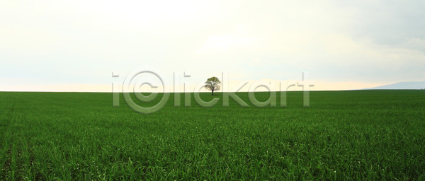 고독 사람없음 JPG 포토 해외이미지 1 가을 계절 고립 그림자 나무 내추럴 농업 농장 땅 맑음 밭 벽지 생태학 수평선 수확 시골 식물 야외 여름 유일 잎 자연 잔디 장면 초록색 큼 태양 풍경 하늘 해외202004 해외포토 햇빛 환경