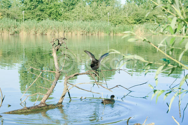 사람없음 JPG 포토 해외이미지 갈대(식물) 강 나무 나뭇가지 다뉴브강 동물 동물상 물 반사 식물 야외 여름(계절) 자연 조류 초록색 파란색 풍경(경치) 해외202004