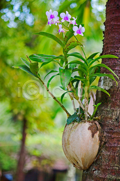 사람없음 JPG 포토 해외이미지 꽃 난초 식물 야외 잎 자연 정원 태국 해외202004