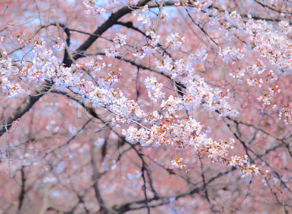 사람없음 JPG 포토 해외이미지 벚꽃 벚나무 봄 봄꽃 분홍색 야외 자연 주간 풍경(경치) 해외202004