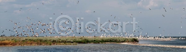 사람없음 JPG 포토 해외이미지 가족 강 공원 구름 그룹 깃털 꼬리 날개 내추럴 노란색 동물 물 바다 분홍색 비행 서핑 식민지 앉기 야생동물 여행 자연 조류 줄서기 파노라마 파도 파란색 펠리컨 표면 하늘 해외202004 해외포토 흰색