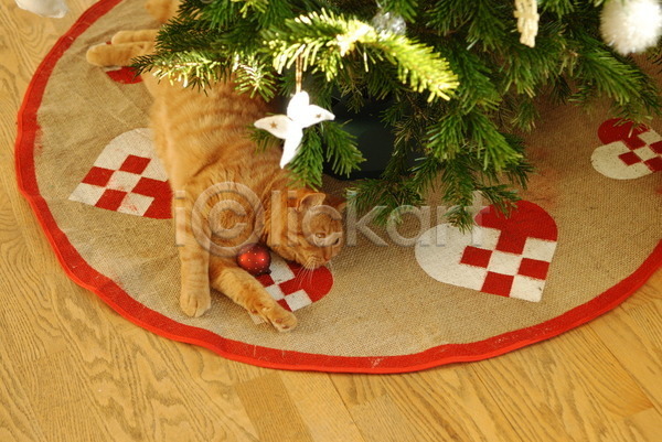 사람없음 JPG 포토 해외이미지 고양이 바닥 크리스마스 크리스마스트리 해외202004