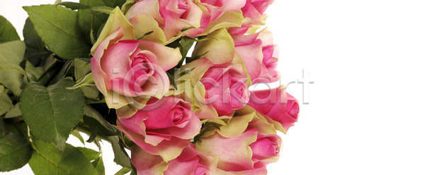 부드러움 축하 사람없음 JPG 포토 해외이미지 가로 결혼 결혼식 고립 그룹 기념일 꽃 꽃다발 꽃잎 다발 미술 발렌타인데이 백그라운드 벚꽃 벽지 봄 분홍색 생일 선물 식물 신용카드 여름 인사 잎 자연 장미 정원 제안 줄기 질감 차 초록색 크림 패턴 해외202004 해외포토 휴가 흰색