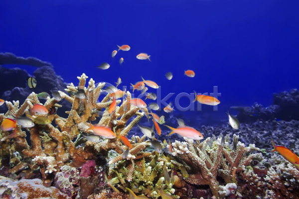 사람없음 JPG 포토 해외이미지 동물 물 바다 바닷속 산호 세계 소금물 수중 스노클링 식민지 암초 어류 이국적 이집트 파란색 풍경(경치) 해외202004