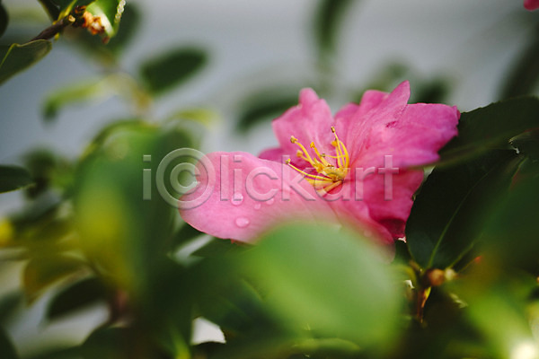 사람없음 JPG 아웃포커스 포토 개화 꽃 동백나무 물방울 분홍색 식물원 실내 온실 이슬 한송이