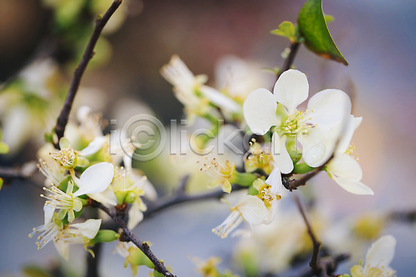 사람없음 JPG 아웃포커스 포토 개화 꽃 나뭇가지 식물원 실내 여러송이 온실 장수백매 흰색