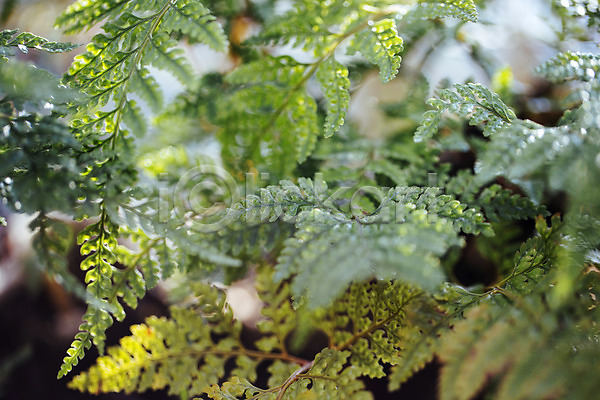 사람없음 JPG 포토 나뭇잎 식물 식물원 실내 온실 잎 초록색