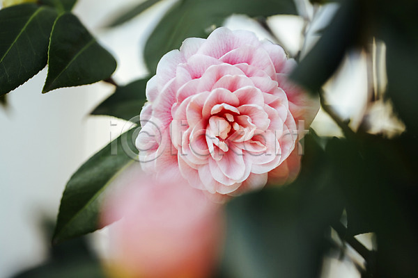 사람없음 JPG 아웃포커스 포토 개화 꽃 나뭇잎 동백 분홍색 식물원 실내 온실 한송이