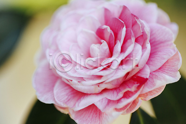 사람없음 JPG 근접촬영 아웃포커스 포토 개화 꽃 동백 분홍색 식물원 실내 온실 한송이