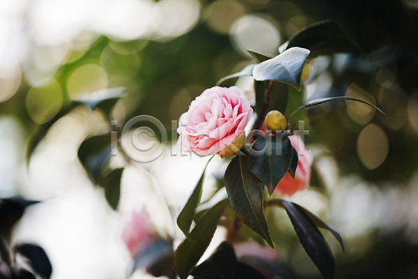 사람없음 JPG 아웃포커스 포토 개화 꽃 나뭇잎 동백 분홍색 식물원 실내 온실 한송이