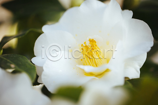 사람없음 JPG 근접촬영 아웃포커스 포토 개화 꽃 동백 식물원 실내 온실 한송이 흰색