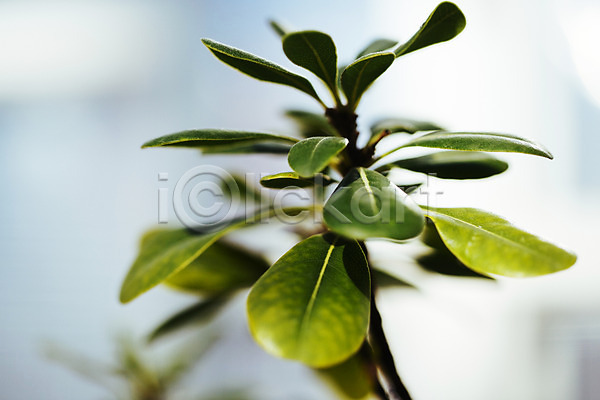 사람없음 JPG 아웃포커스 포토 나뭇잎 식물 식물원 실내 온실 잎 초록색