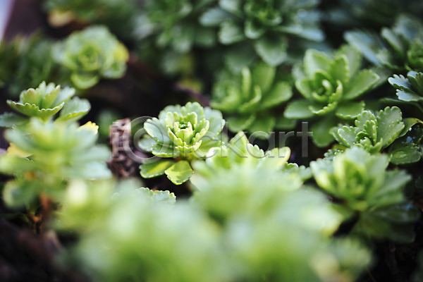 사람없음 JPG 아웃포커스 포토 다육식물 선인장 식물 식물원 실내 온실 잎 초록색