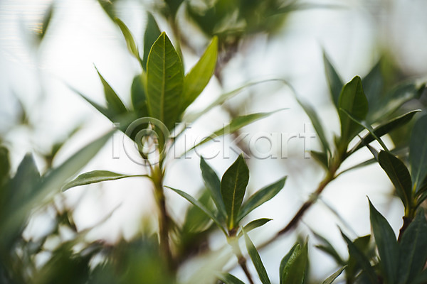 사람없음 JPG 아웃포커스 포토 나뭇가지 나뭇잎 식물 식물원 실내 온실 잎 초록색