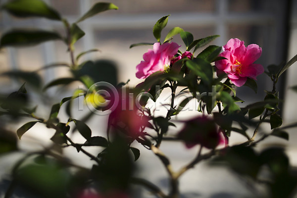 사람없음 JPG 아웃포커스 포토 개화 꽃 나뭇가지 나뭇잎 동백 동백나무 두송이 분홍색 식물원 실내 온실