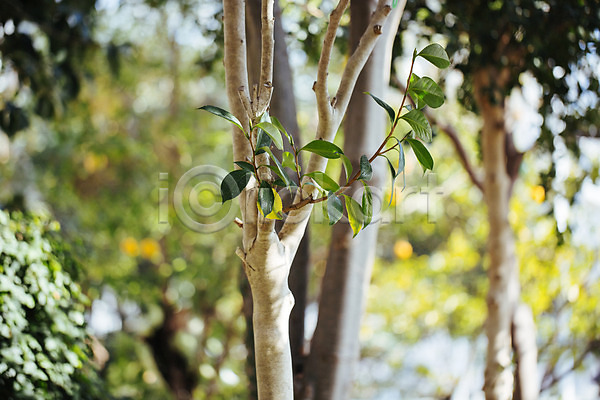 사람없음 JPG 근접촬영 아웃포커스 포토 나무 나뭇가지 나뭇잎 식물 식물원 실내 여러그루 온실 초록색