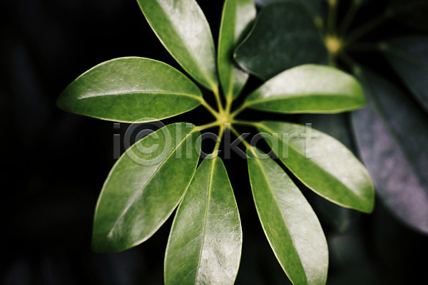 사람없음 JPG 포토 나뭇잎 식물 식물원 실내 야자수잎 온실 잎 초록색