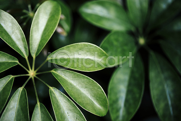 사람없음 JPG 아웃포커스 포토 나뭇잎 식물 식물원 실내 야자수잎 온실 잎 초록색