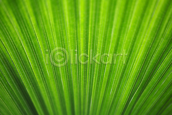 사람없음 JPG 근접촬영 포토 나뭇잎 식물 식물원 실내 온실 잎 잎맥 초록색