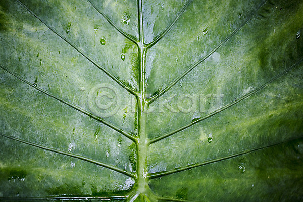 사람없음 JPG 근접촬영 포토 나뭇잎 물방울 식물 식물원 실내 야자수잎 온실 이슬 잎 잎맥 초록색